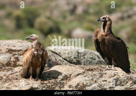 Cinereous Vulture, Aegypius monachus and Griffon Vulture, Gyps fulvus, standing on a rock Stock Photo