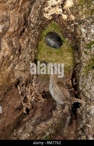 House Wren, Troglodytes troglodytes, at the entrance of its nest Stock Photo