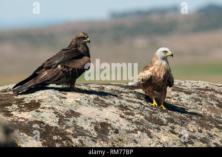 Red kite, Milvus milvus, Black Kite, Milvus migrans, standing on a rock Stock Photo