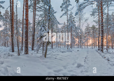 Frosty morning in raised bog. Landscape with the frozen plants. Latvia. Stock Photo