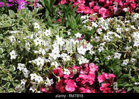 Winged tobacco and Begonia Stock Photo