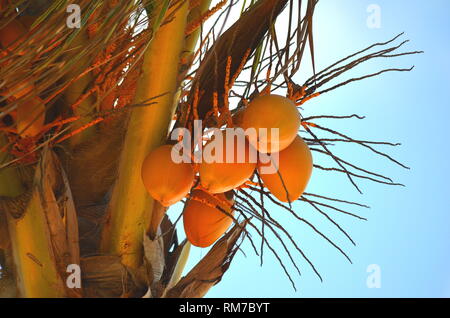 Ripe coconuts (Cocos nucifera) on a palm tree. Stock Photo