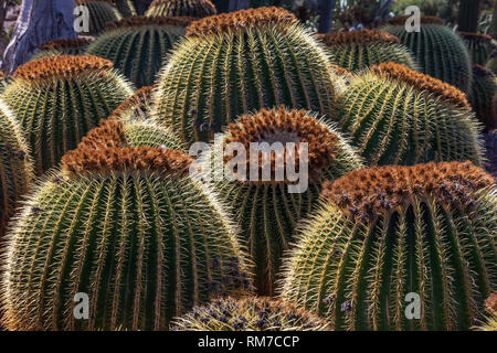 Cactus collection growing in a botanical garden