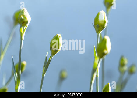 White carnations buds over blue sky background. Carnations buds in nature Stock Photo