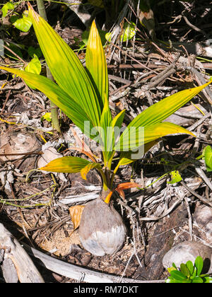 A coconut is growing on the ground Stock Photo