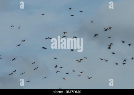 Flock of Common Starlings flying; Sturnus vulgaris; Spreeuwenzwerm ...