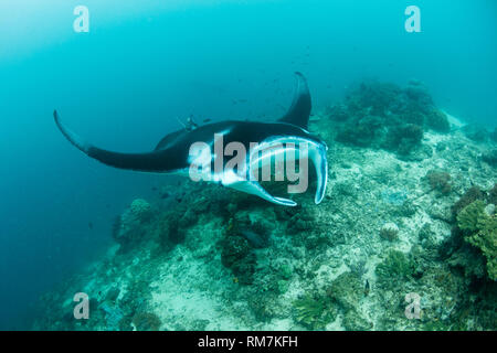 A resident manta ray, Manta alfredi, cruises over a cleaning station in Raja Ampat, Indonesia. Stock Photo