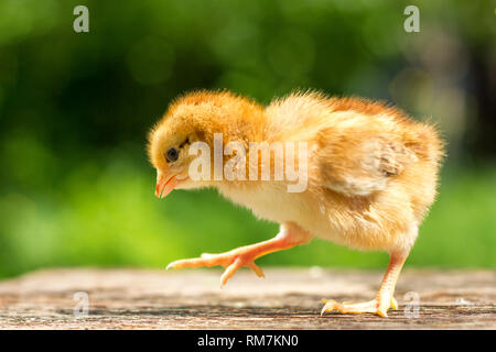 a small brown chicken stands on a wooden background, followed by a natural green background Stock Photo