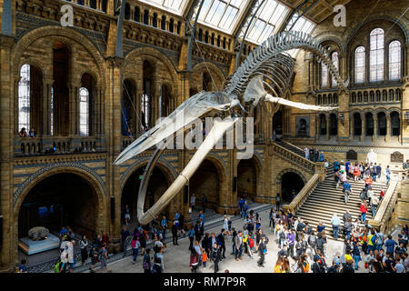 The Hintze Hall with blue whale skeleton in the Natural History Museum in London England United Kingdom UK Stock Photo