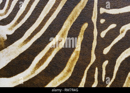 seamless Zebra fur texture background.High-resolution seamless texture Stock Photo