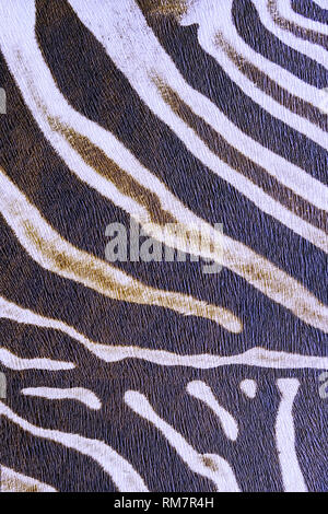 seamless Zebra fur texture background.High-resolution seamless texture Stock Photo