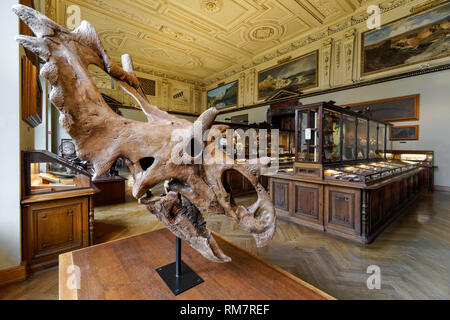Triceratops skull on display at the Museum of Natural History Vienna, Austria Stock Photo