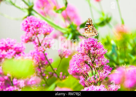 Butterfly machaon gently resting on a pink flower Stock Photo