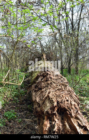 Big old fallen tree. Rotten tree between new growing trees. Stock Photo