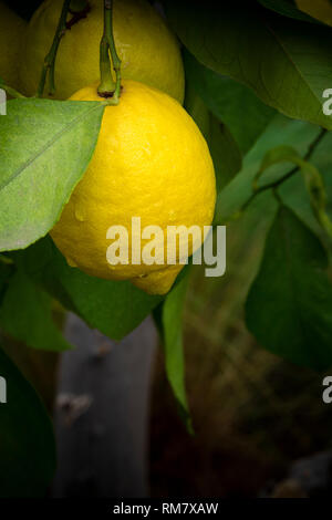 Ripe lemon on tree after light rainfall Stock Photo