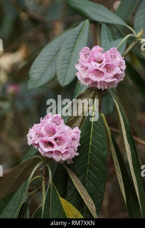 Rhododendron hybrid at Clyne gardens, Swansea, Wales, UK. Stock Photo