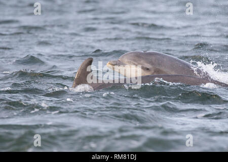 Juvenile bottlenose dolphin (Tursiops truncatus) surfacing next to its mum in the Moray Firth, Chanonry Point, Scotland, UK
