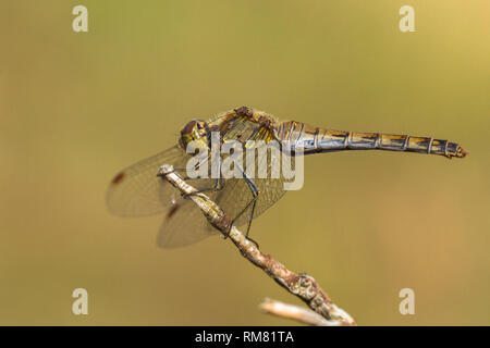 The European yellow dragonfly sitting on stig Stock Photo