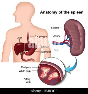 spleen anatomy 3d medical vector illustration Stock Vector