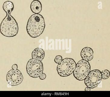 . Annual report of the Cornell University Agricultural Experiment Station, Ithaca, N.Y. Cornell University. Agricultural Experiment Station; Agriculture -- New York (State). 'Rural School Leaflet. 1059 sa.tisfy the yeast plant. In feeding on sugar, yeast converts it to alcohol and a gas known as carbon dioxid. This gas causes spoiling fruit to bubble, but is useful in bread-making, for it gets caught in the meshes of the dough and stretches it, causing it to rise. If the crop of yeast plants in bread dough is good and vigorous there is a large yield of carbon dioxid and the bread rises well an Stock Photo