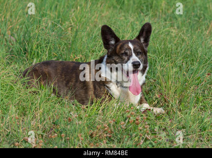 Male Brindle Welsh Corgi Cardigan in a grass Stock Photo - Alamy