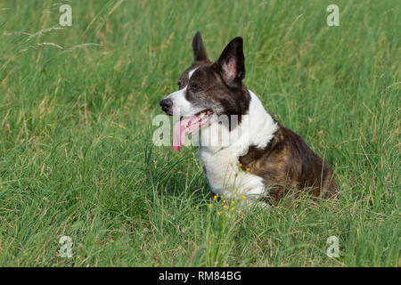 Male Brindle Welsh Corgi Cardigan in a grass Stock Photo