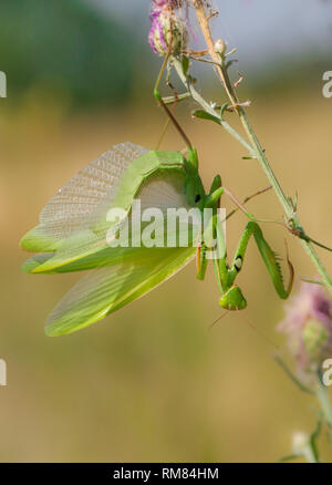 Praying mantis Mantis religiosa in Czech Republic Stock Photo