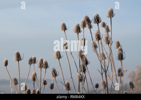 Dipsacus fullonum. Teasel covered in hoar frost in winter. Cotswolds, UK Stock Photo