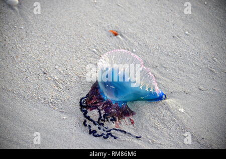 Atlantic Portuguese man-of-war (Physalia physalis) jellyfish-like marine hydrozoan with poisonous tentacles washed out on shore of Caribbean island. Stock Photo