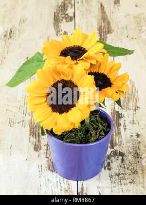 Sunflower in the pot Stock Photo