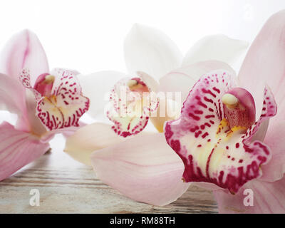 Fresh cymbidium flowers orchid Stock Photo
