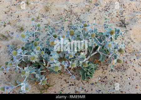 Native UK sea holly, Eryngium maritimum, in flower and growing on a sand dune with grass and sand in the background. Stock Photo