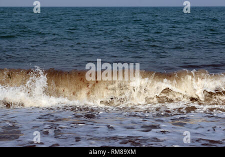 Wave breaking on a beach with broken pieces of seaweed in the wave and looking out to sea to the horizon with a blue sky. Stock Photo