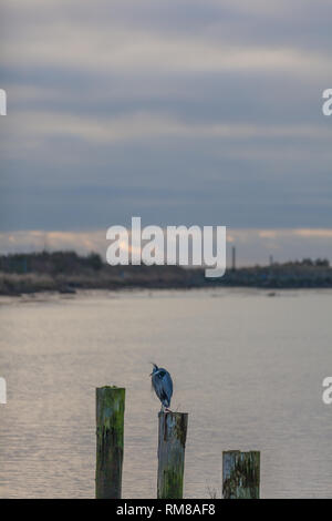 Great Blue Heron resting on a wooden pilingin the Fraser River Stock Photo