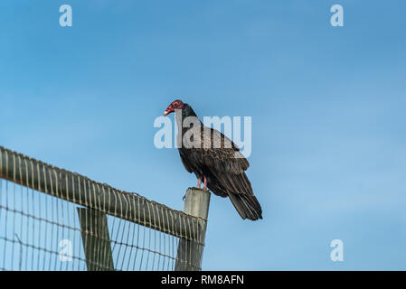Turkey Vulture Buzzard Condor ready to take flight. Sitting on a fence. California Pacific Ocean Stock Photo