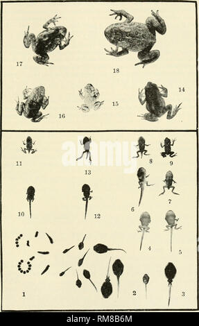 . Annual report of the Cornell University Agricultural Experiment Station, Ithaca, N.Y. Cornell University. Agricultural Experiment Station; Agriculture -- New York (State). Ti::achers' Leaflet. 615. Toad development in a single season (1903). 1-lS, Changes and growth from April to November, 113. Development in 25 to 60 days. 9-14, Different sizes, July 30. 1903. 15-18, Different sizes. October 21. 1903. 10, 11. TIte same tadpole—11 is 47 hours older than 10. 12, 13. The same tadpole -13 is 47 hours older than 12.. Please note that these images are extracted from scanned page images that may h Stock Photo