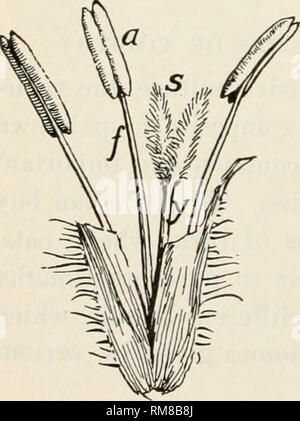 . Annual report of the Commissioner of Agriculture ... Agriculture -- New York (State). 544 Grasses axd Leguminous Crops in ^N^ew York bad; but many of them have undesirable eharacteiristics. Thus, the advantage of having a field sown to seed of only one variety or type which has desirable characteristics is readily recognized. HOW new varieties are produced It should be of interest to know how varieties of timothy are obtained. There arc two methods that may be employed by the plant breeder in the production of new varieties. Often these two methods are practiced at the same time. But whether Stock Photo