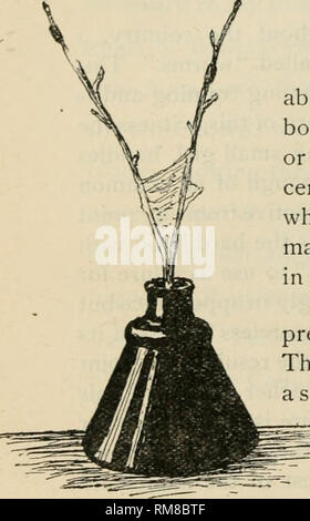 . Annual report of the Commissioner of Agriculture ... Agriculture -- New York (State). 38 egg to cocoon is accomplished within the limits of the spring term of our schools: third, it is common everywhere; fourth, it is an important insect from an economic point of view, and the children may be taught how to keep it out of the orchards, thus making the lesson of practical use. In this lesson the teacher is encouraged to use her own methods and originate new ones to make the work interesting. The leaflet is meant for the exclusive use of the teacher and the text should not be show-n to the pupi Stock Photo