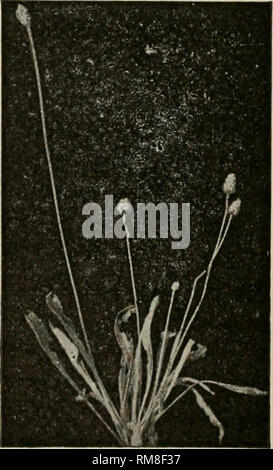 . Annual report of the Cornell University Agricultural Experiment Station, Ithaca, N.Y. Cornell University. Agricultural Experiment Station; Agriculture -- New York (State). Fig. 13.—Pigweed Shepherd's purse gets its name from the shape of its seed pod. (Fig. 22.) The plant begins to show small white blossoms very early in the spring. Soon the seed pods appear. Flowers and seeds are produced for several weeks. If the plant is cut off near the ground, it continues to grow by sending out branches at the base of the leaf. Pigweed (Fig. 13). This weed is common in gardens and cultivated crops. The Stock Photo