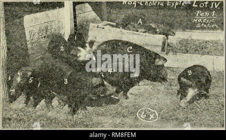 Hog cholera hi-res stock photography and images - Page 6 - Alamy