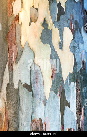 abstract background of eucalyptus bark. texture khaki of trunk of a eucalyptus tree Stock Photo