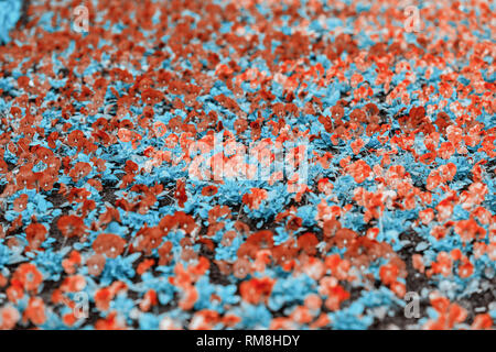 Colorful floral picturesque flowerbed. Modern seasonal floral pattern background for different topics Stock Photo