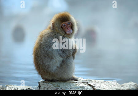 Japanese macaque near the natural hot springs. The Japanese macaque, Scientific name: Macaca fuscata, also known as the snow monkey. Natural habitat,  Stock Photo