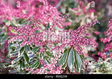 Pieris japonica 'Ralto' flowers. Stock Photo