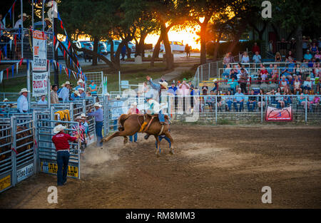 A saddle bronc rider at VFW rodeo event in Texas USA Stock Photo