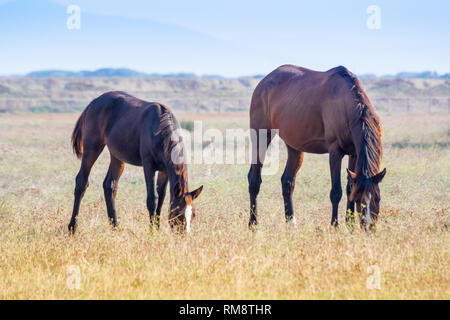 Alberese (Gr), Italy, horses grazing in the maremma country in Tuscany, Italy Stock Photo