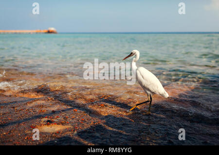 White egret walking on beach in Egypt. Heron looking for food. Wildlife of birds Stock Photo