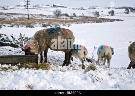 Sheep and their lambs in deep snow, Winter, Rhosneigr, Anglesey, North Wales, UK Stock Photo