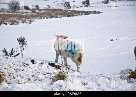 Sheep and their lambs in deep snow, Winter, Rhosneigr, Anglesey, North Wales, UK Stock Photo