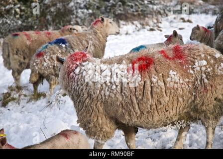 Sheep and their lambs in deep snow, Winter, Rhosneigr, Anglesey, North Wales, UK Stock Photo